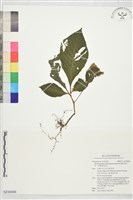 蓬萊同蕊草、台灣線柱苣苔藏品圖，第1張