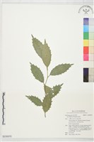 鼠刺藏品圖，第1張