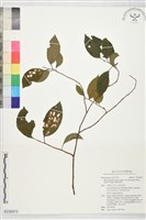 台灣山桂花藏品圖，第1張
