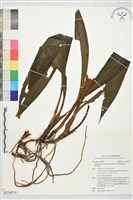 登錄號:S230074藏品圖，第1張