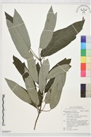登錄號:S230077藏品圖，第1張