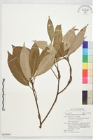 豬腳楠藏品圖，第1張