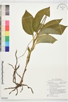 寶島羊耳蒜藏品圖，第1張