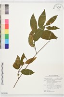 登錄號:S230086藏品圖，第1張