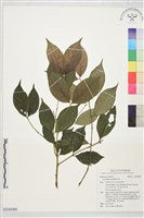 登錄號:S230089藏品圖，第1張
