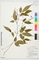 三葉崖爬藤藏品圖，第1張
