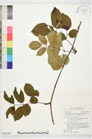 大葉廣東山葡萄藏品圖，第1張