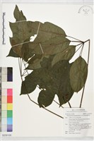 鵝掌柴藏品圖，第1張