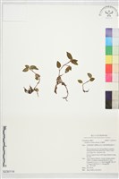 鳥嘴蓮藏品圖，第1張