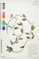 珍珠蓮藏品圖，第1張