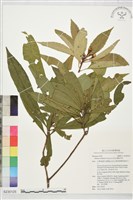 紅木荷, 峨眉木荷藏品圖，第1張