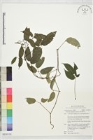 紫花野木瓜藏品圖，第1張