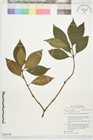 白花八角藏品圖，第1張