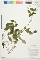 臺灣絡石藏品圖，第1張