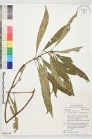 登錄號:S230146藏品圖，第1張