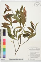 登錄號:S230147藏品圖，第1張