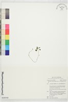 山桔梗藏品圖，第1張