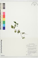 蛇根草藏品圖，第1張