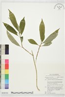華八仙藏品圖，第1張