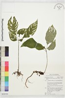 角桐草、台灣半蒴苣苔藏品圖，第1張