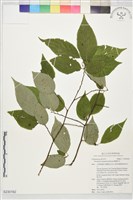 佩羅特木藏品圖，第1張
