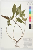 臺灣排香藏品圖，第1張