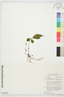 短角冷水麻藏品圖，第1張