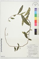 登錄號:S230170藏品圖，第1張
