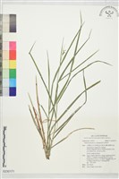 陸生珍珠茅藏品圖，第1張