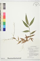 大竹葉草藏品圖，第1張