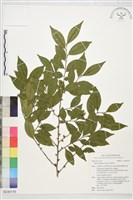 米碎柃木藏品圖，第1張