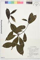 登錄號:S230177藏品圖，第1張