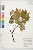 樟樹藏品圖，第1張