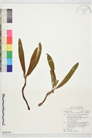 大腳筒蘭藏品圖，第1張