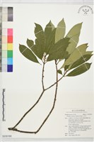 山羊耳藏品圖，第1張
