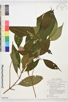 柏拉木藏品圖，第1張