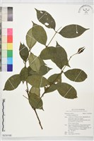 登錄號:S230198藏品圖，第1張