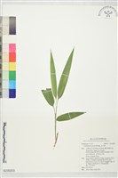 淡竹葉藏品圖，第1張
