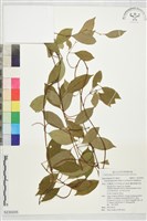 登錄號:S230205藏品圖，第1張