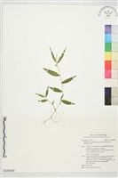 求米草藏品圖，第1張