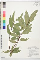 腺葉桂櫻藏品圖，第1張