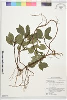 登錄號:S230218藏品圖，第1張