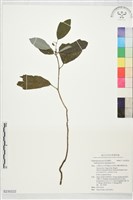 登錄號:S230222藏品圖，第1張