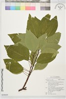 登錄號:S230225藏品圖，第1張