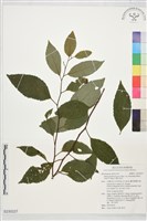 台灣山桂花藏品圖，第1張