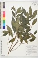 小葉樹杞藏品圖，第1張