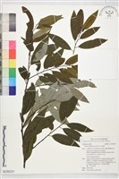 山胡椒藏品圖，第1張