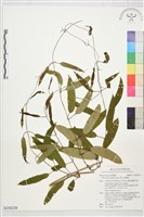裡白葉薯榔藏品圖，第1張