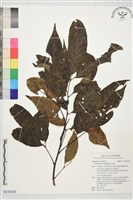 登錄號:S230243藏品圖，第1張