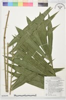 臺灣水藤藏品圖，第1張